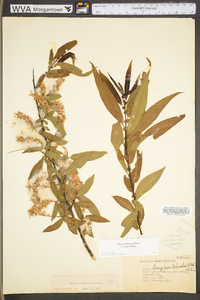 Salix caroliniana image