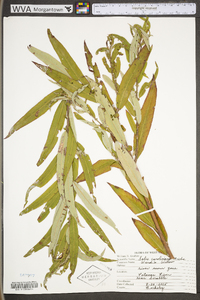 Salix caroliniana image