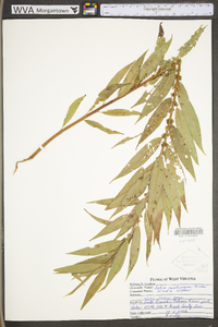 Salix caroliniana image