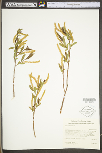 Salix caroliniana image