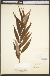 Salix caroliniana image