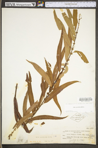 Salix caroliniana image