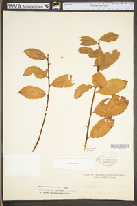 Salix cinerea image