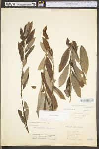 Salix humilis var. humilis image