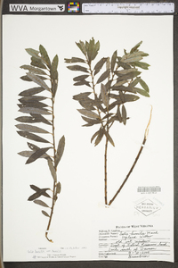 Salix humilis var. humilis image