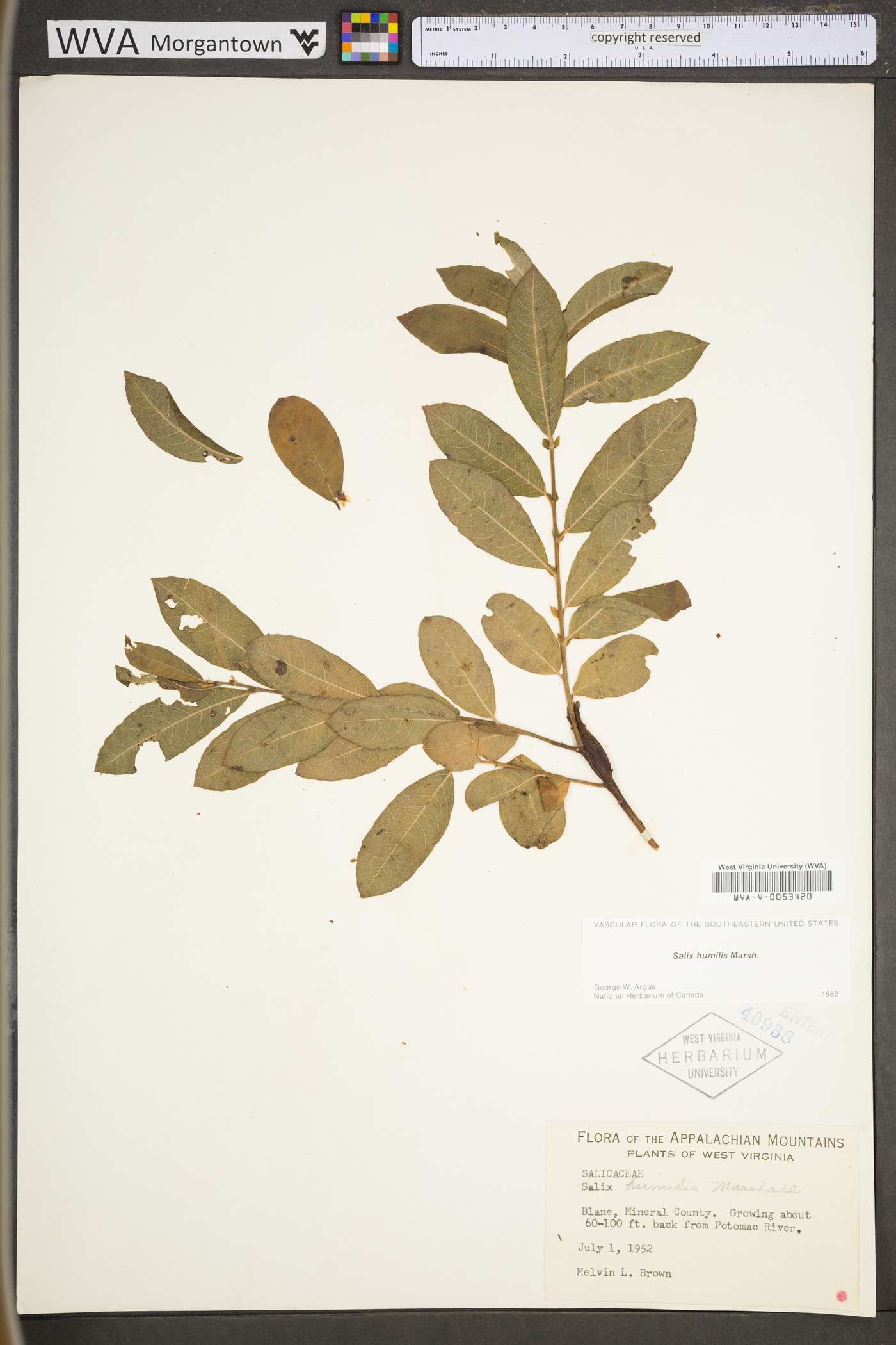 Salix humilis var. humilis image