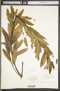 Salix humilis var. humilis image