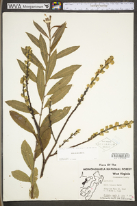 Salix humilis var. humilis image