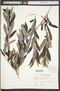 Salix humilis var. humilis image