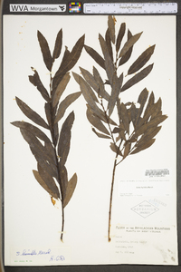 Salix humilis var. humilis image