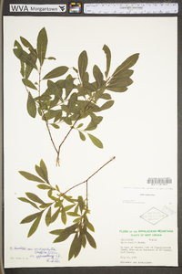 Salix humilis var. tristis image