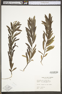 Salix humilis var. tristis image