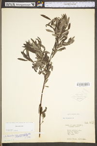 Salix humilis var. tristis image