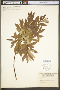 Salix humilis var. tristis image