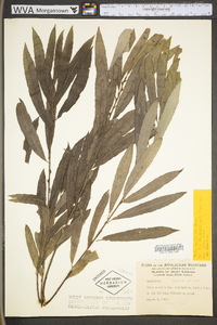 Salix humilis var. tristis image