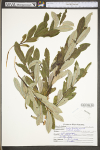 Salix humilis var. tristis image