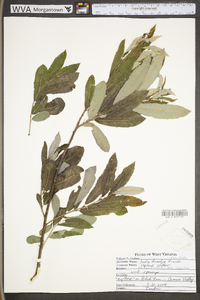 Salix humilis var. tristis image