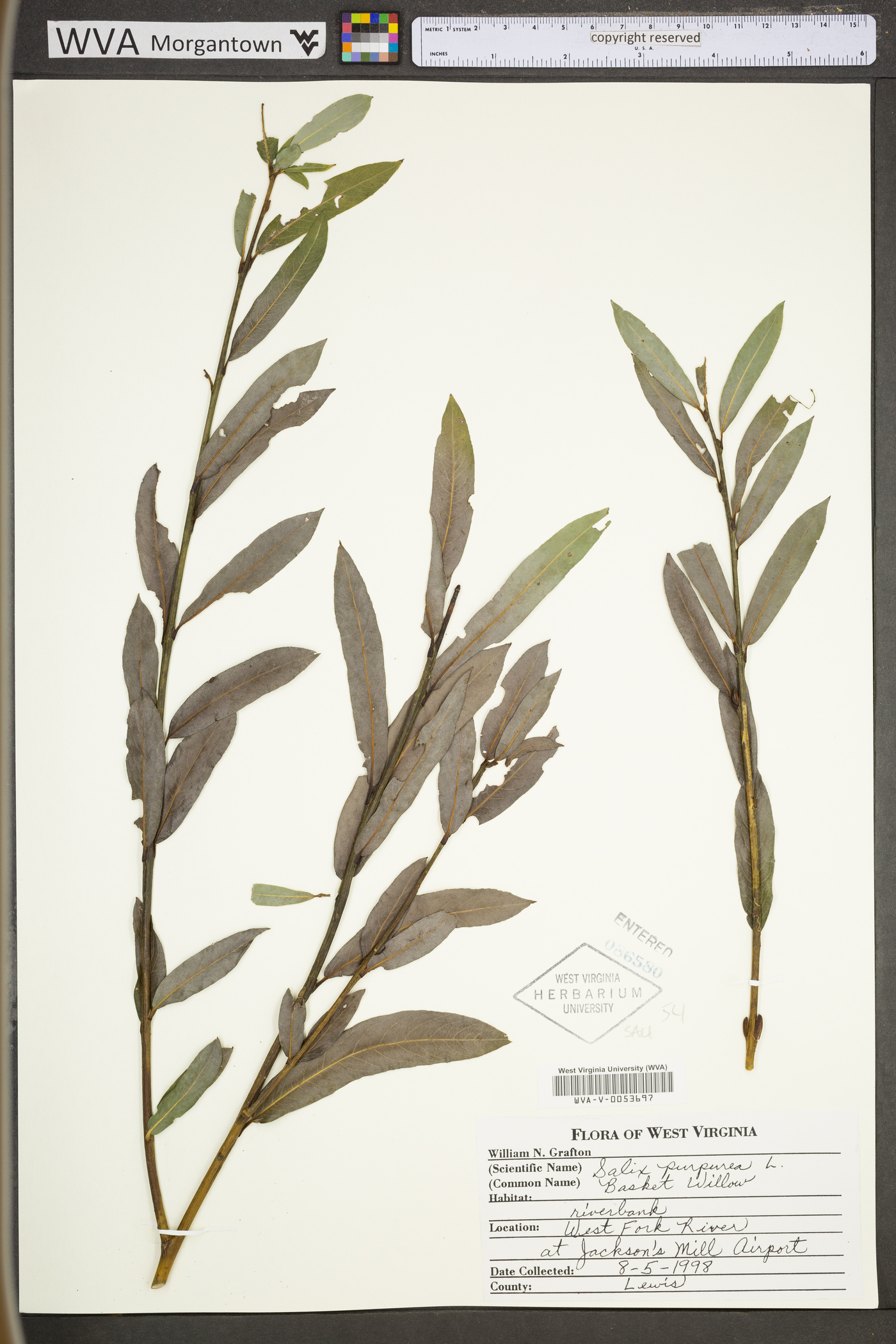 Salix purpurea image