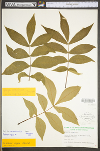 Fraxinus nigra image