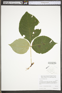 Carya ovalis image