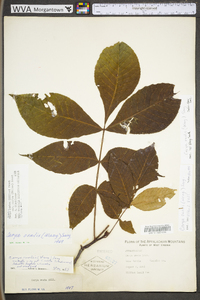 Carya ovalis image