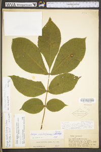 Carya ovalis image