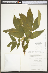 Carya ovalis image