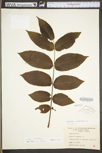 Juglans cinerea image