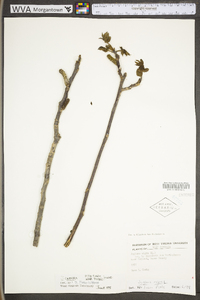 Juglans cinerea image