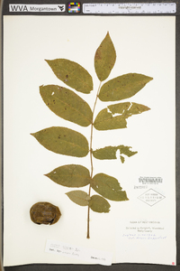 Juglans cinerea image