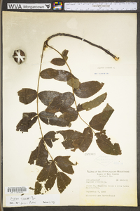 Juglans cinerea image