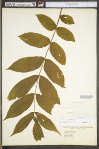 Juglans cinerea image