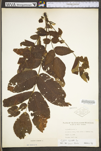 Juglans cinerea image