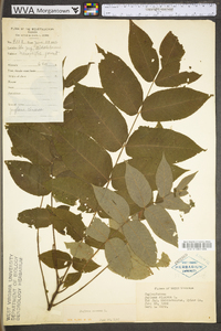 Juglans cinerea image