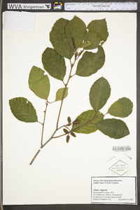 Alnus incana subsp. rugosa image