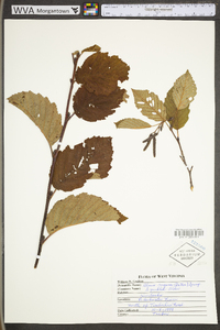 Alnus incana subsp. rugosa image