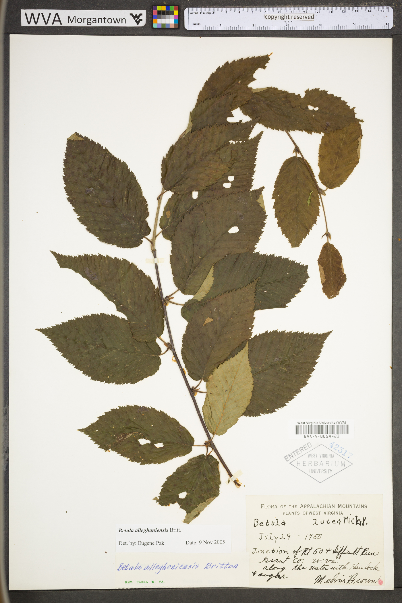 Betula alleghaniensis var. alleghaniensis image