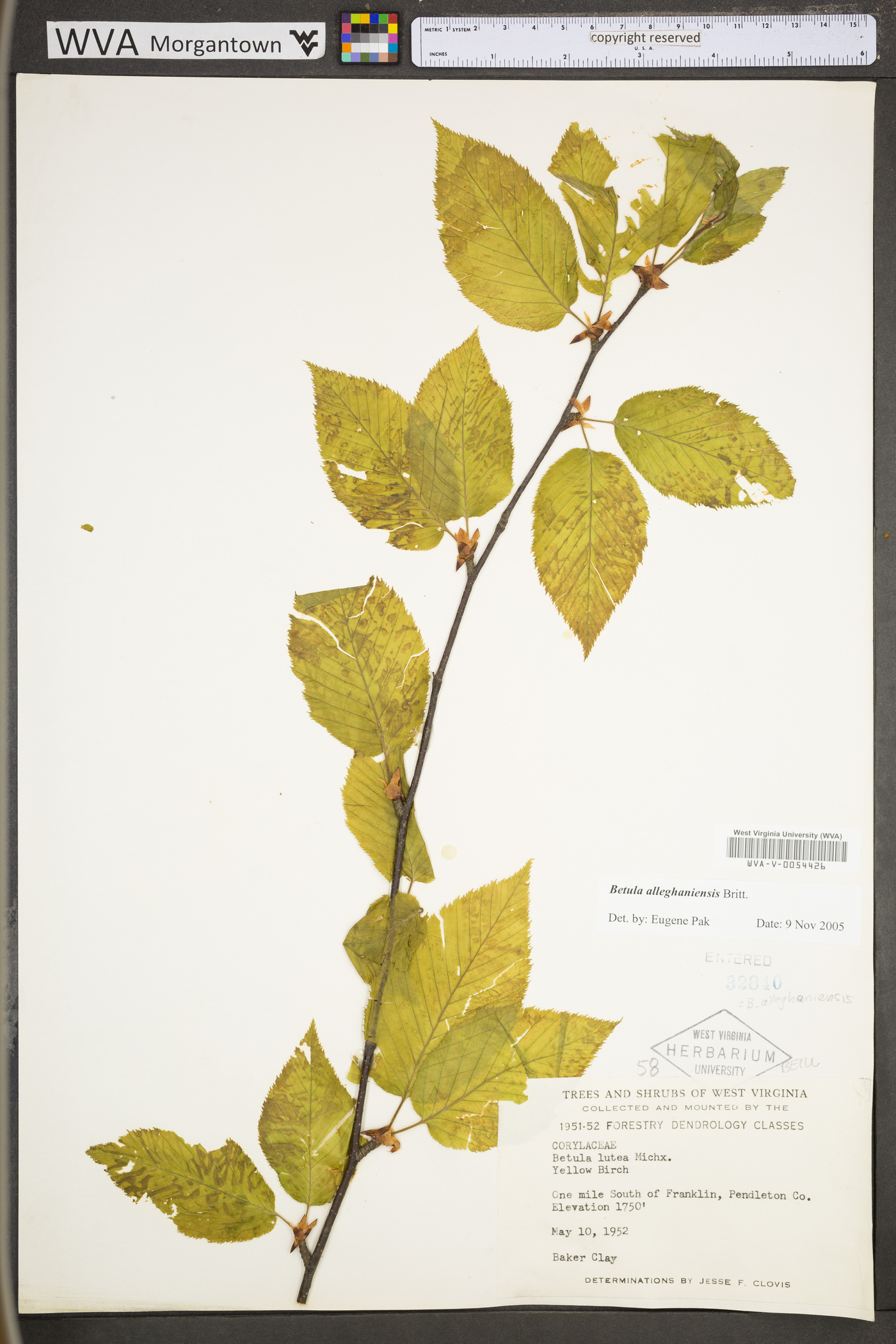 Betula alleghaniensis var. alleghaniensis image