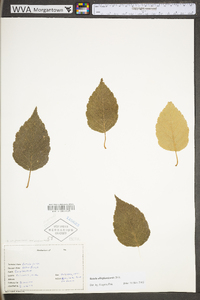 Betula alleghaniensis image