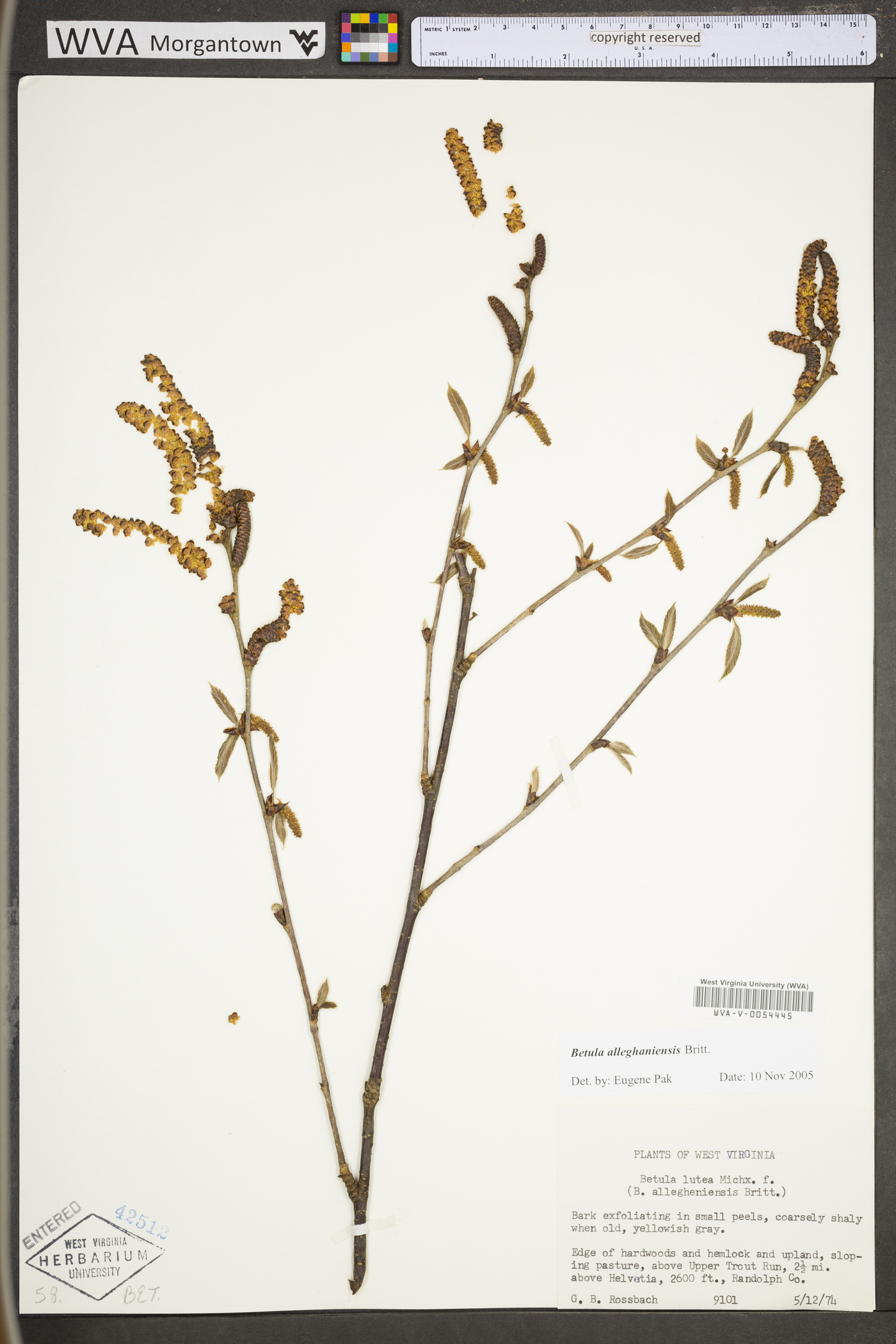 Betula alleghaniensis var. alleghaniensis image