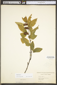 Betula lenta image