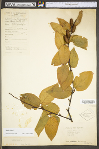 Betula lenta image