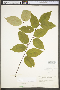 Betula lenta image