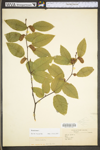 Betula lenta image