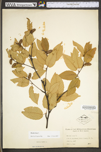 Betula lenta image