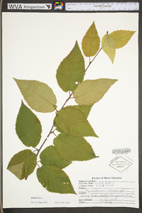 Betula lenta image