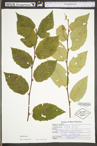 Betula lenta image