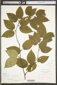 Betula lenta image