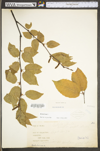 Betula lenta image