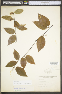 Betula lenta image